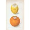 Image 1 : Passmore   Lemon and Orange #1087353