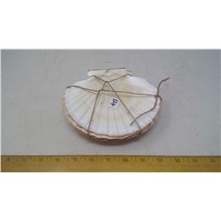 GENUINE 7" DIAMETER SCALLOP SEA SHELLS (5) FOR GOURMET TABLE PRESENTATION OF SEA FOOD