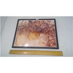 1953 ORIGINAL PHOTO "SPIDER AND EGGS" BY P.A. HERALD PHOTOGRAPHER BARRY COLLINS