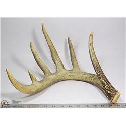 ANTLER SHED FOR DECOR OR JEWELRY