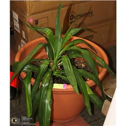 LARGE LIVE POTTED PLANT 3 FEET TALL 22" WIDE