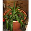 Image 1 : LARGE LIVE POTTED PLANT 3 FEET TALL 22" WIDE