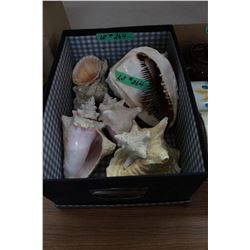 Box with Large Seashells (conch)