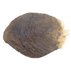 Lot #219 - DRAGONSLAYER (1981) - Phil Tippett Collection: Vermithrax Pejorative Dragon Scale