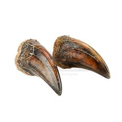 Lot #422 - JURASSIC PARK (1993) - Pair of Tyrannosaurus Rex Claws