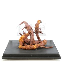 Lot #861 - WILLOW (1988) - Phil Tippett Collection: Baby Eborsisk Tentacles Display