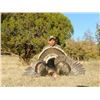 Image 1 : GOULDS TURKEY HUNT IN SONORA MEXICO | For One Hunters with Erwins Outdoors