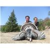 Image 5 : GOULDS TURKEY HUNT IN SONORA MEXICO | For One Hunters with Erwins Outdoors