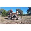 Image 6 : GOULDS TURKEY HUNT IN SONORA MEXICO | For One Hunters with Erwins Outdoors