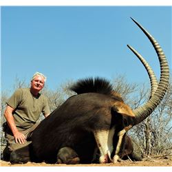 NUMZAAN SAFARIS | 2 Sable Bulls & 2 Hunters