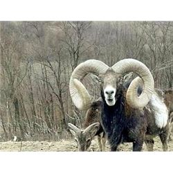 SAFARI INTERNATIONAL MACEDONIA | FIVE DAYS ONE HUNTER AND ONE NON-HUNTER INCLUDES THE TROPHY FEES FO