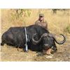 Image 1 : MARUPA SAFARIS - SOUTH AFRICA | CAPE BUFFALO includes trophy fees