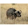Image 3 : MARUPA SAFARIS - SOUTH AFRICA | CAPE BUFFALO includes trophy fees