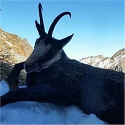 ROMANIA HUNTING OUTFITTERS | Chamois and Roe Deer Combo or Red Stag and Roe Deer Combo, Hunters Choi