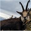Image 3 : ROMANIA HUNTING OUTFITTERS | Chamois and Roe Deer Combo or Red Stag and Roe Deer Combo, Hunters Choi