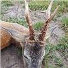 Image 4 : ROMANIA HUNTING OUTFITTERS | Chamois and Roe Deer Combo or Red Stag and Roe Deer Combo, Hunters Choi