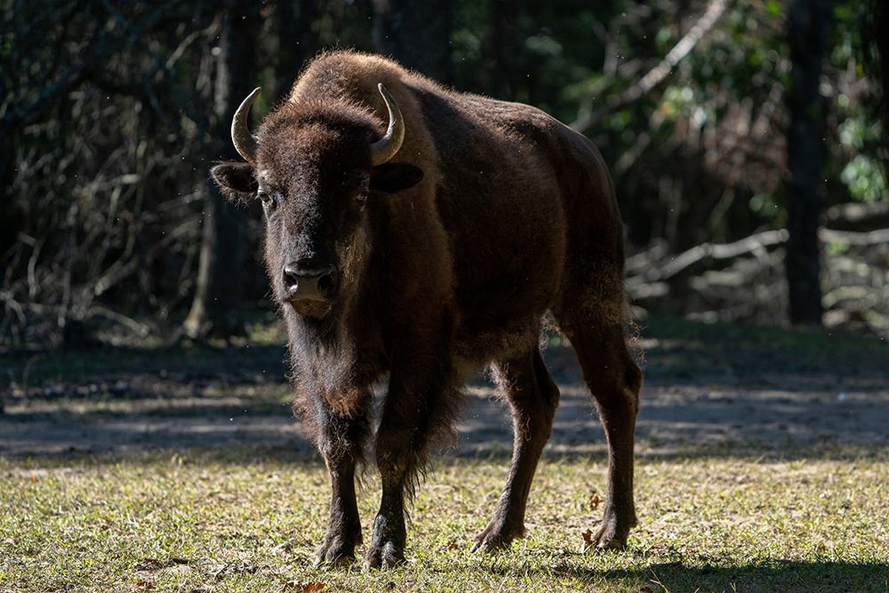 HIDDEN HORNS GAME RANCH Howard City, MI North American Bison