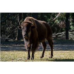 HIDDEN HORNS GAME RANCH - Howard City, MI | North American Bison
