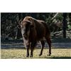 Image 1 : HIDDEN HORNS GAME RANCH - Howard City, MI | North American Bison