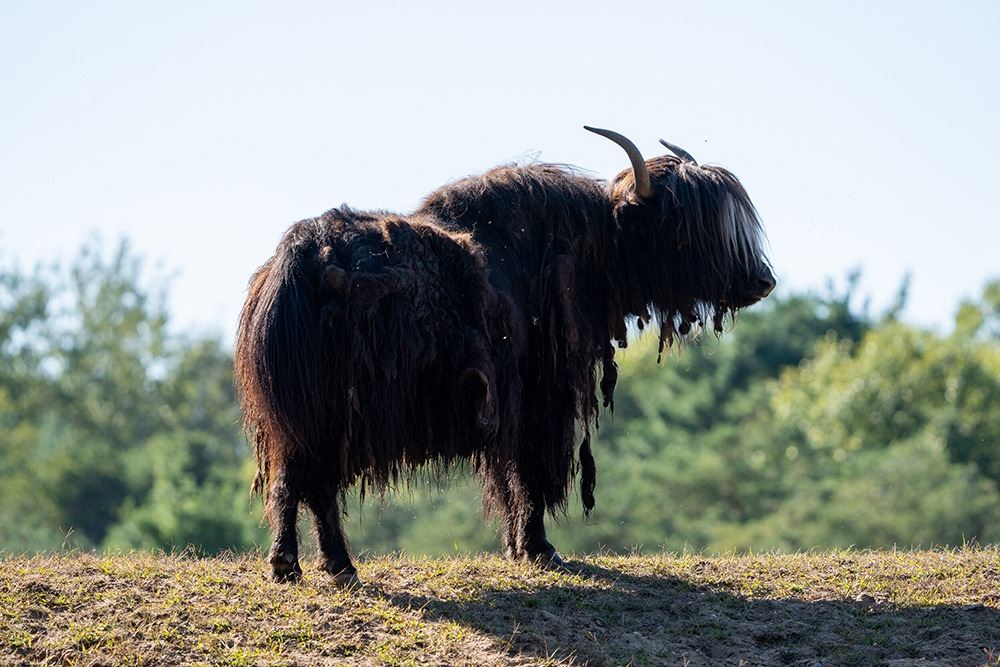 HIDDEN HORNS GAME RANCH Howard City, MI North American Bison