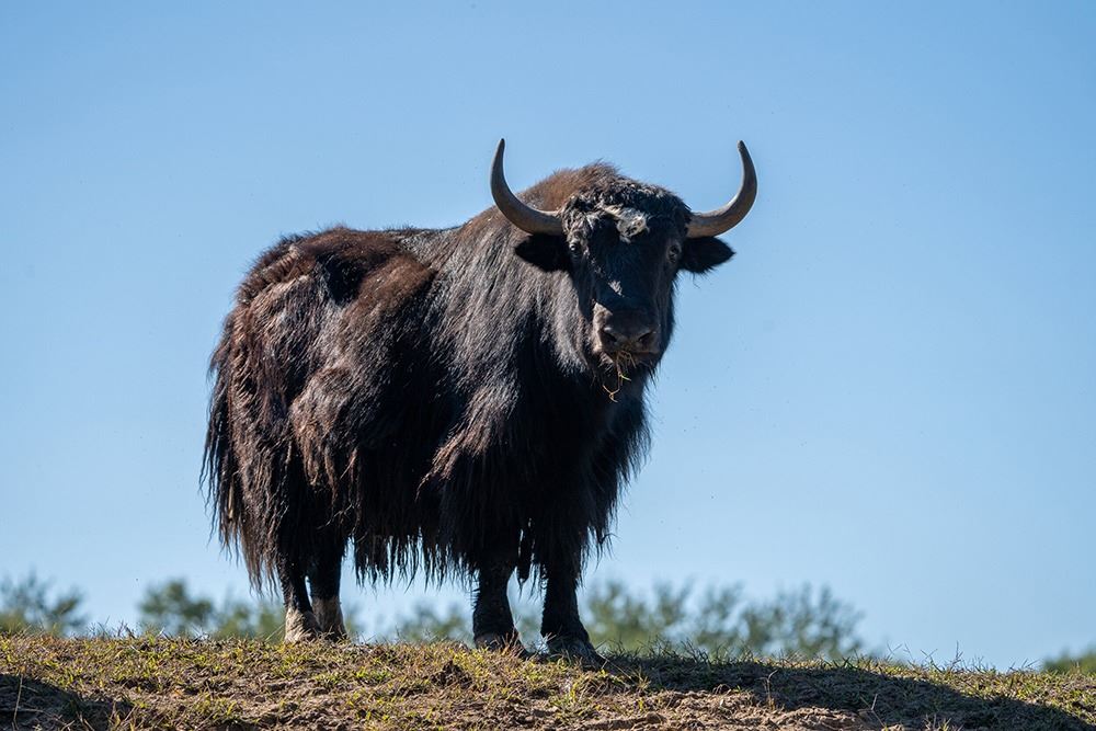 HIDDEN HORNS GAME RANCH Howard City, MI North American Bison