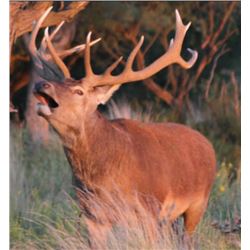 Catena Safaris Argentina | 5 Days for 3 Hunters | ARGENTINA, SOUTH AMERICA