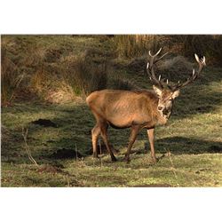 SOUTH PACIFIC SAFARIS - NEW ZEALAND | Red Stag