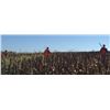 Image 3 : PINEHILL SPORTSMAN’S CLUB - Belding, MI | Guided Pheasant Hunt & Three Memberships