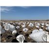 Image 3 : SNOW GOOSE HUNT - MARYSVILLE, MO | PRAIRIE WINGS OUTFITTERS
