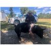 Image 1 : Bomgardner, Brook - Market Swine