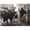 Image 1 : Nack, Kylynn - Market Swine