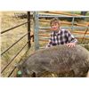 Image 1 : Diekhans, Hayden - Market Swine