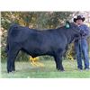 Image 1 : Burney, Wyatt - Market Beef