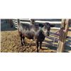 Image 1 : Winderl, Lily - Market Beef