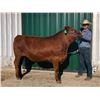Image 1 : Rutledge, Lance - Market Beef