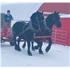 Image 1 : 101A & 101B - Macho/Mickey, 2013/2011 Percheron Black Gelding,  17:2.