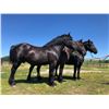 Image 2 : 101A & 101B - Macho/Mickey, 2013/2011 Percheron Black Gelding,  17:2.