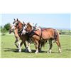 Image 2 : 103A & 103B - Bess/Bell, 2016/2015 1/2 Belgian 1/2 Halflinger Sorrel Mares, 15:0/15:0.