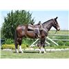 Image 1 : Teddy, 2011 Mule Bay John,  15hh.