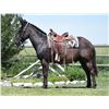 Image 2 : Baxter Black, 2014 Mule Black John,  14:2.
