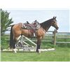 Image 1 : Cody, 2011 QH Buckskin Gelding,  15:0.