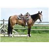 Image 2 : Cody, 2011 QH Buckskin Gelding,  15:0.