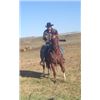 Image 2 : Brian, 2009 QH Sorrel Gelding,  14:2.
