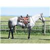 Image 2 : Rancher, 2012 QH Grey Gelding,  15:2.