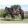 Image 1 : Dash of Boo, 2009 AQHA Brown Mare,  15:3.