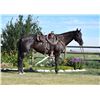 Image 2 : Dash of Boo, 2009 AQHA Brown Mare,  15:3.