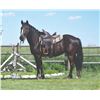 Image 1 : Trooper, 2016 1/2 Percheron 1/2 QH Black Gelding,  15:4.