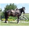 Image 2 : Trooper, 2016 1/2 Percheron 1/2 QH Black Gelding,  15:4.
