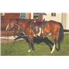 Image 1 : Twilight, 1998 Paint Bay Mare,  15:0.