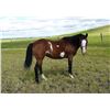 Image 2 : Twilight, 1998 Paint Bay Mare,  15:0.